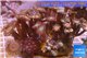 Zoanthus garden mix color 9-12 cm WYSIWYG acclimaté