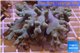 Lobophytum short finger 7-14 cm WYSIWYG acclimaté