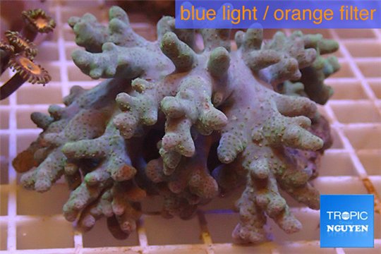 Lobophytum short finger 7-14 cm WYSIWYG acclimaté