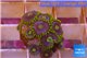 Zoanthus neon green magician blue 10-15 polyps WYSIWYG acclimaté