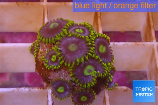 Zoanthus neon green magician blue 10-15 polyps WYSIWYG acclimaté