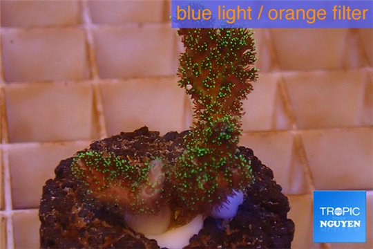 Pocillopora damicornis green & pink tip 1-2 cm WYSIWYG acclimaté