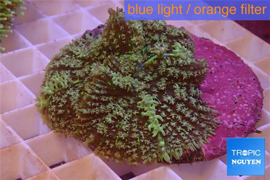Rhodactis green big leaf 5-6 cm WYSIWYG acclimaté