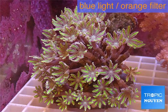 Clavularia papaya purple green 8-12 cm WYSIWYG acclimaté