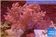 Litophyton long polyps 10-15 cm WYSIWYG acclimaté