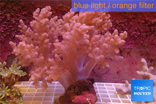 Litophyton long polyps 10-15 cm WYSIWYG acclimaté