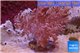 Litophyton long polyps 10-15 cm WYSIWYG acclimaté