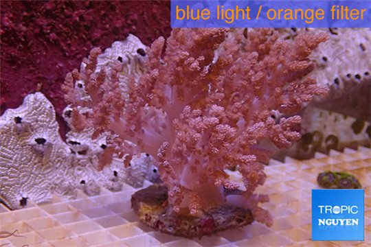Litophyton long polyps 10-15 cm WYSIWYG acclimaté