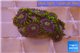 Zoanthus neon green magician blue 5-8 polyps WYSIWYG acclimaté