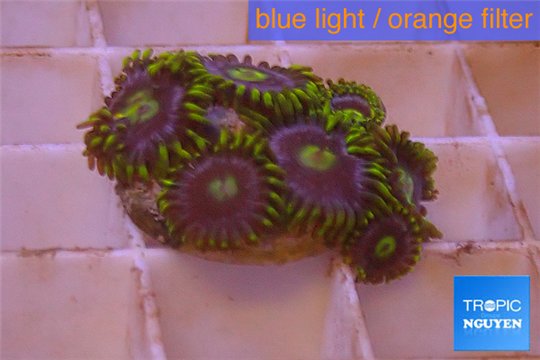 Zoanthus neon green magician blue 5-8 polyps WYSIWYG acclimaté