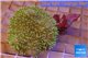 Sarcophyton golden green 4-8 cm WYSIWYG acclimaté