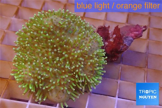 Sarcophyton golden green 4-8 cm WYSIWYG acclimaté