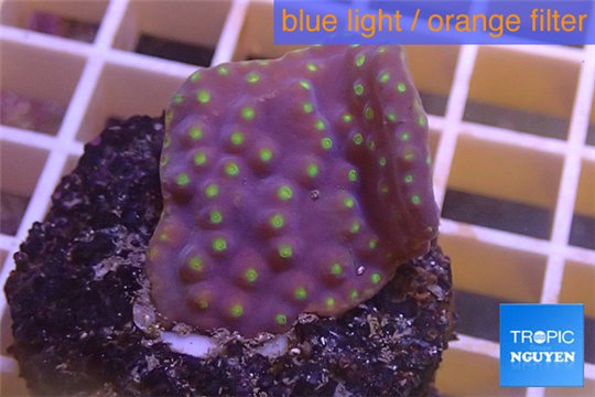 Turbinaria reniformis yellow polyps 2-4 cm WYSIWYG acclimaté