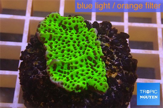 Montipora green & purple polyps 2-3 cm WYSIWYG acclimaté