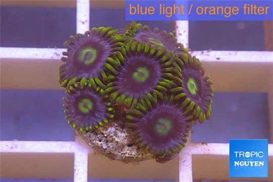 Zoanthus neon green magician blue 5-8 polyps WYSIWYG acclimaté