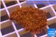 Montipora red purple polyps 2-3 cm WYSIWYG acclimaté