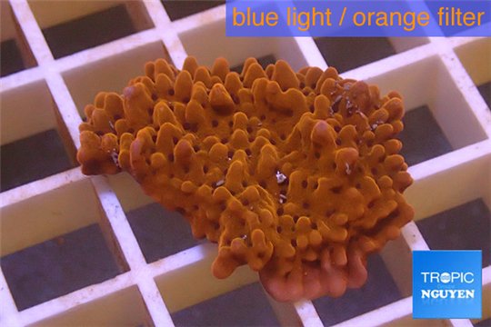 Montipora red purple polyps 2-3 cm WYSIWYG acclimaté