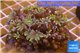 Clavularia papaya golden green 8-10 cm WYSIWYG acclimaté