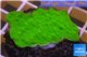 Montipora capricornis green plate 3-4 cm WYSIWYG acclimaté