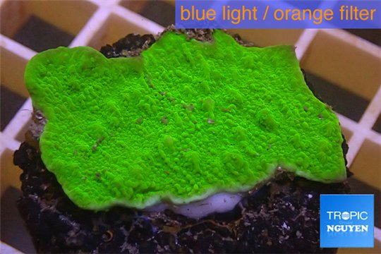 Montipora capricornis green plate 3-4 cm WYSIWYG acclimaté
