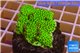 Montipora green & purple polyps 3-4 cm WYSIWYG acclimaté
