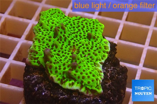 Montipora green & purple polyps 3-4 cm WYSIWYG acclimaté