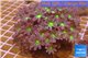Clavularia papaya purple green 8-10 cm WYSIWYG acclimaté