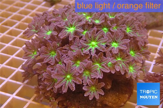 Clavularia papaya purple green 8-10 cm WYSIWYG acclimaté