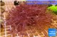 Xenia long polyps 8-14 cm WYSIWYG acclimaté