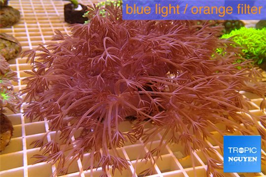 Xenia long polyps 8-14 cm WYSIWYG acclimaté