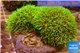 Pachyclavularia neon green 8-12 cm WYSIWYG acclimaté
