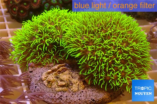 Pachyclavularia neon green 8-12 cm WYSIWYG acclimaté