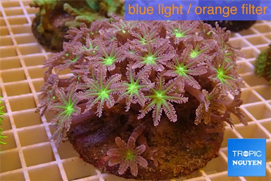 Clavularia papaya purple green 8-10 cm WYSIWYG acclimaté