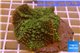 Rhodactis green big leaf 5-6 cm WYSIWYG acclimaté
