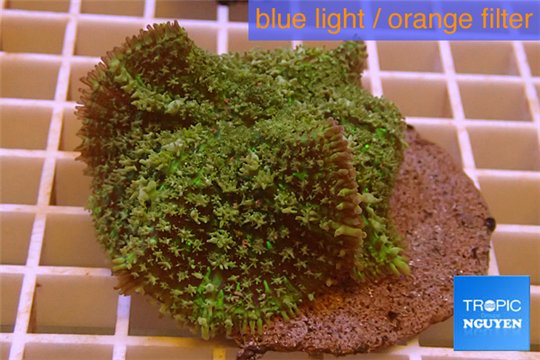 Rhodactis green big leaf 5-6 cm WYSIWYG acclimaté
