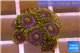 Zoanthus neon green magician blue 6-8 polyps WYSIWYG acclimaté
