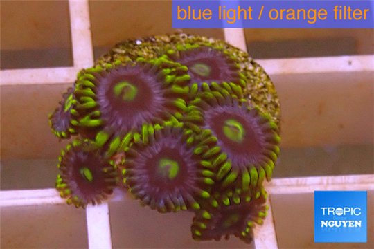 Zoanthus neon green magician blue 6-8 polyps WYSIWYG acclimaté