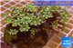 Clavularia papaya golden green 8-10 cm WYSIWYG acclimaté
