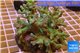 Sinularia greeny 8-12 cm WYSIWYG acclimaté