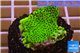 Montipora green & purple polyps 3-4 cm WYSIWYG acclimaté