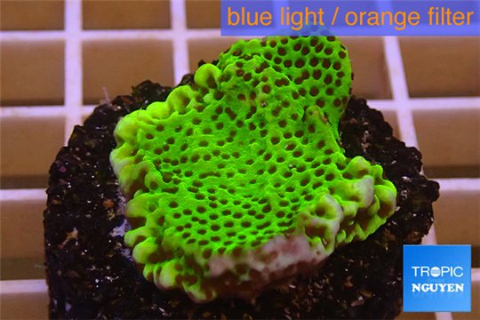 Montipora green & purple polyps 3-4 cm WYSIWYG acclimaté