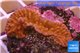 Montipora red purple polyps 2-3 cm WYSIWYG acclimaté