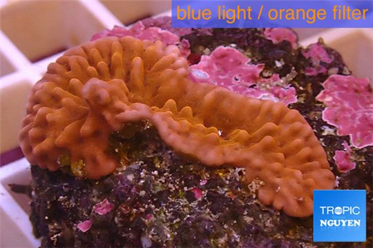 Montipora red purple polyps 2-3 cm WYSIWYG acclimaté