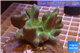 Lobophytum white polyps 7-12 cm WYSIWYG acclimaté