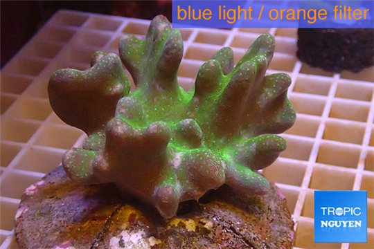Lobophytum white polyps 7-12 cm WYSIWYG acclimaté