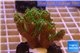 Pocillopora damicornis green & pink tip 2-4 cm WYSIWYG acclimaté