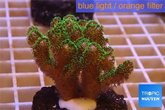 Pocillopora damicornis green & pink tip 2-4 cm WYSIWYG acclimaté