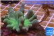Lobophytum greeny body & white polyps 7-12 cm WYSIWYG acclimaté