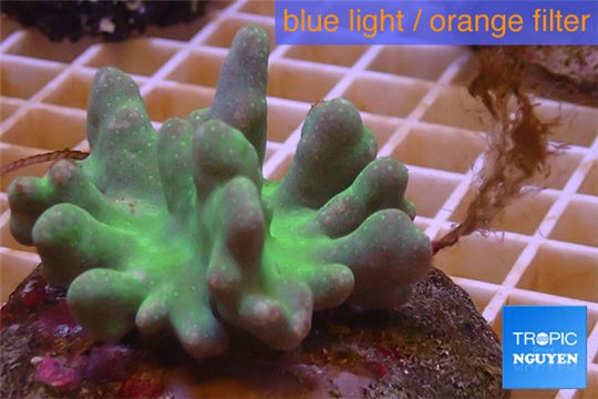 Lobophytum greeny body & white polyps 7-12 cm WYSIWYG acclimaté