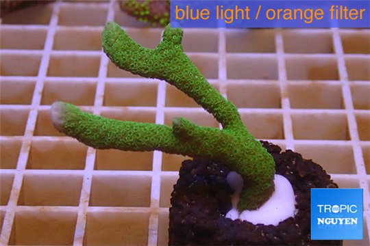 Montipora digitata green 3-5 cm WYSIWYG acclimaté
